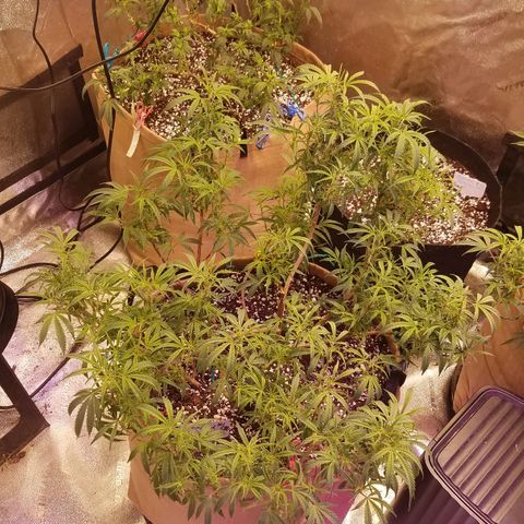 Aja growlog timeline photo