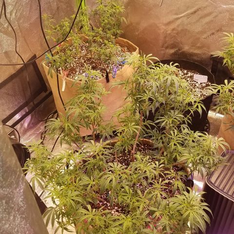 Aja growlog timeline photo