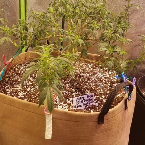Aja growlog timeline photo