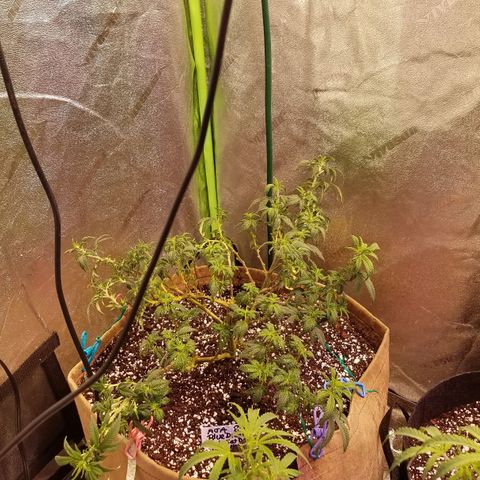 Aja growlog timeline photo