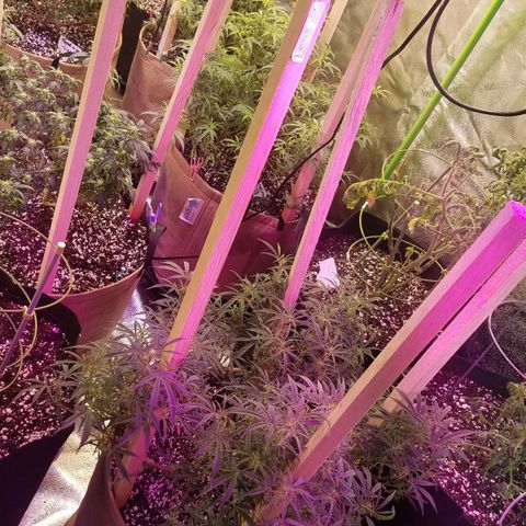 Aja growlog timeline photo