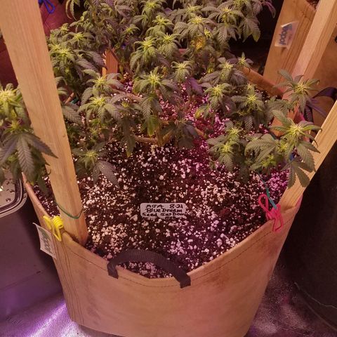 Aja growlog timeline photo