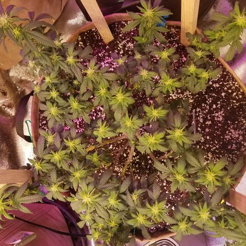Aja growlog timeline photo