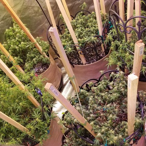 Aja growlog timeline photo