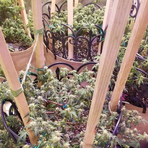 Aja growlog timeline photo