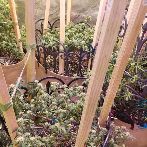 Aja growlog timeline photo