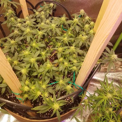 Aja growlog timeline photo