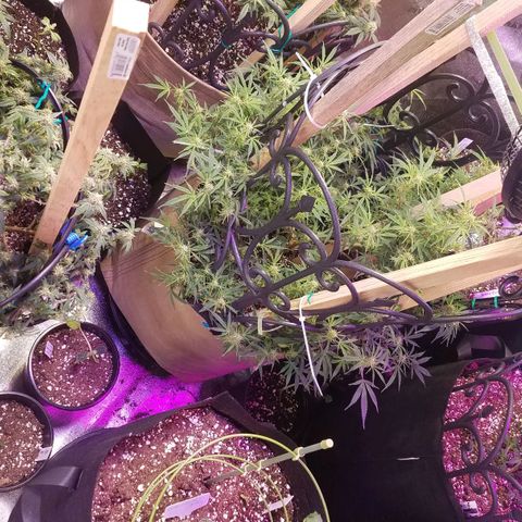 Aja growlog timeline photo