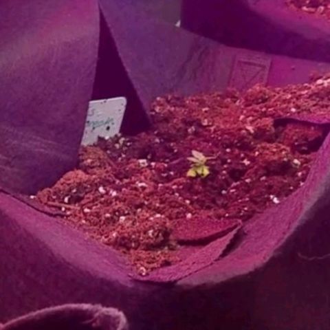 Aja growlog timeline photo
