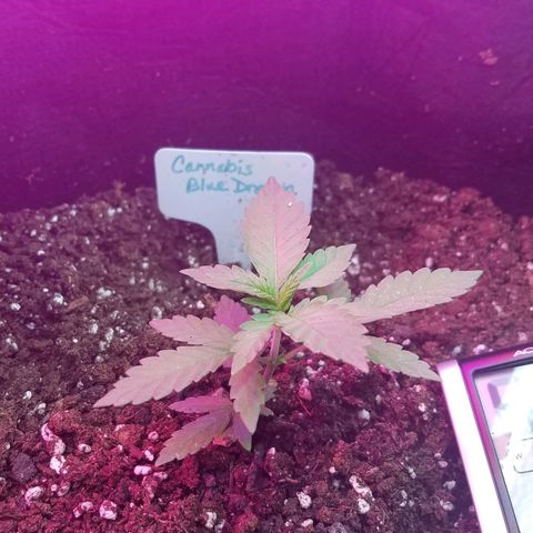 Aja growlog timeline photo