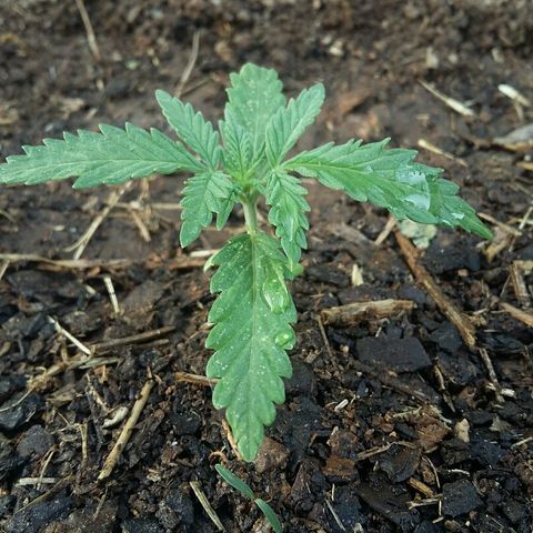 Queen growlog timeline photo