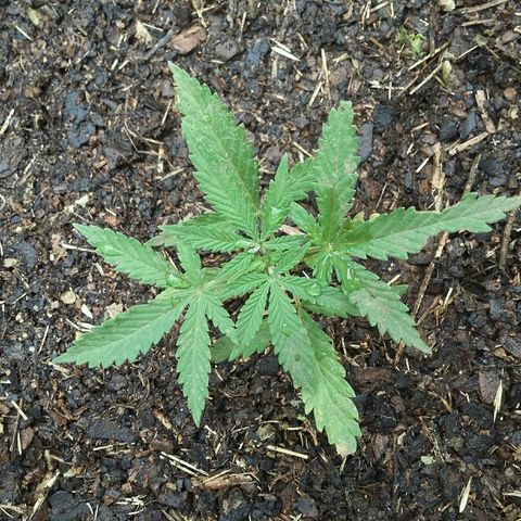 Queen growlog timeline photo