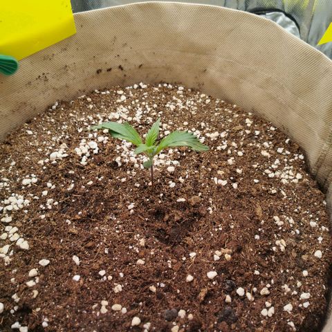 Jane Doe #1 growlog timeline photo