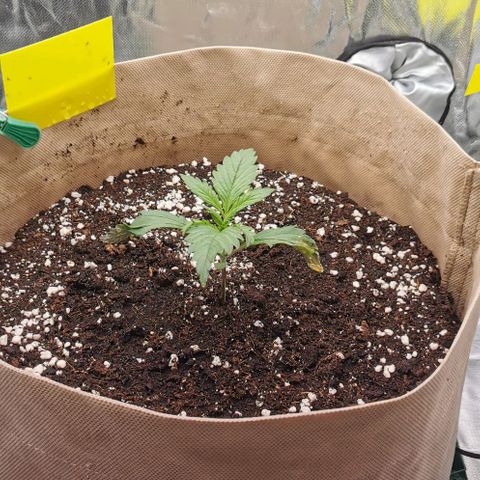 Jane Doe #1 growlog timeline photo