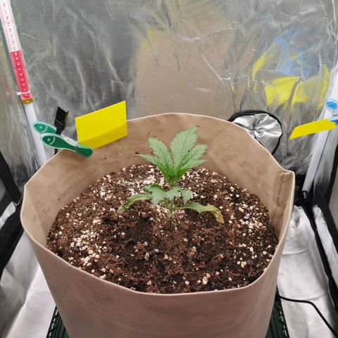 Jane Doe #1 growlog timeline photo