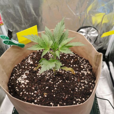Jane Doe #1 growlog timeline photo