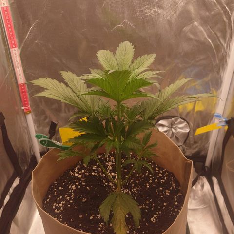 Jane Doe #1 growlog timeline photo