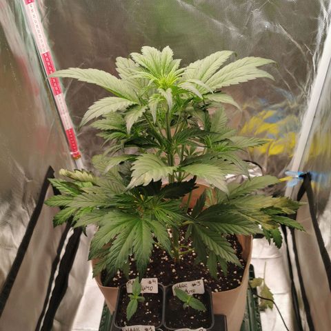 Jane Doe #1 growlog timeline photo