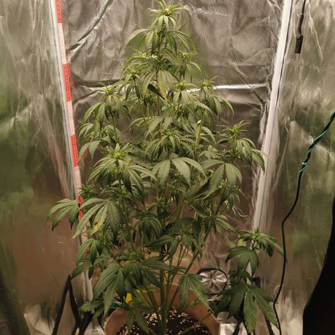 Jane Doe #1 growlog timeline photo
