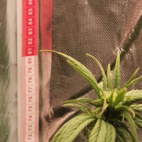 Jane Doe #1 growlog timeline photo