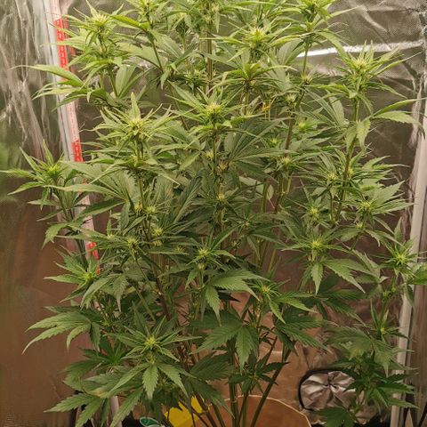 Jane Doe #1 growlog timeline photo