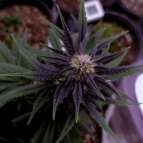 Lemon Cherry cookies Auto growlog timeline photo