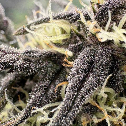 Lemon Cherry cookies Auto growlog timeline photo