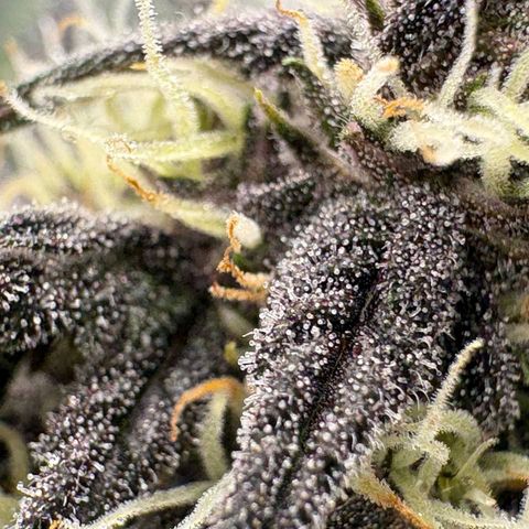 Lemon Cherry cookies Auto growlog timeline photo