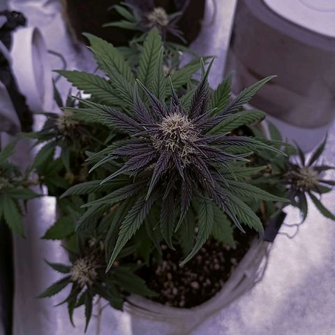 Lemon Cherry cookies Auto growlog timeline photo