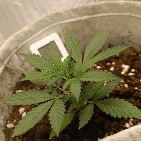 Lemon Cherry cookies Auto growlog timeline photo