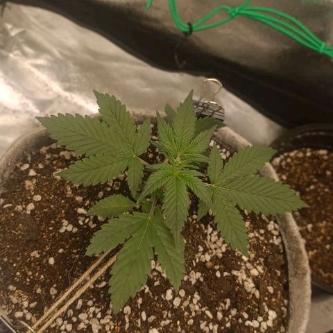 Lemon Cherry cookies Auto growlog timeline photo