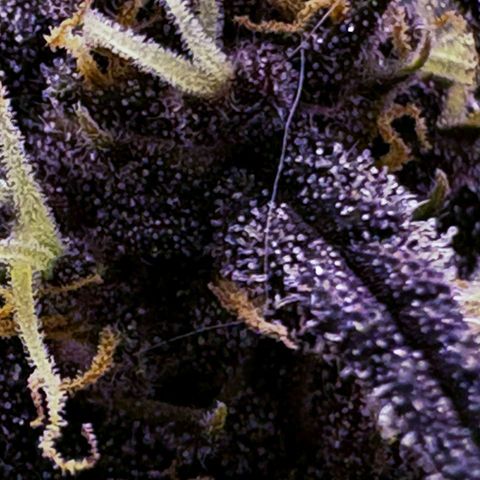Lemon Cherry cookies Auto growlog timeline photo