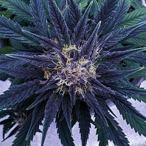 Lemon Cherry cookies Auto growlog timeline photo