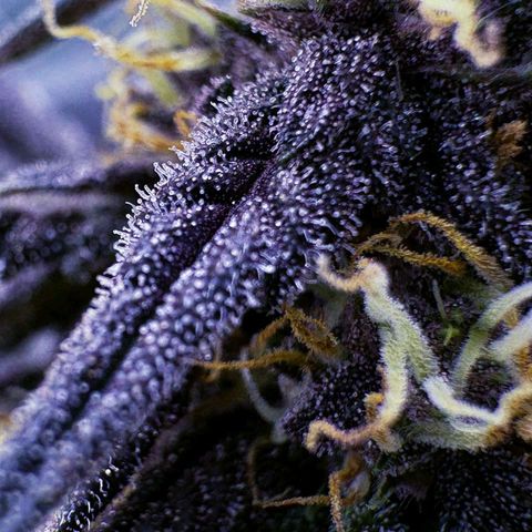 Lemon Cherry cookies Auto growlog timeline photo