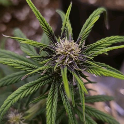 Lemon Cherry cookies Auto growlog timeline photo