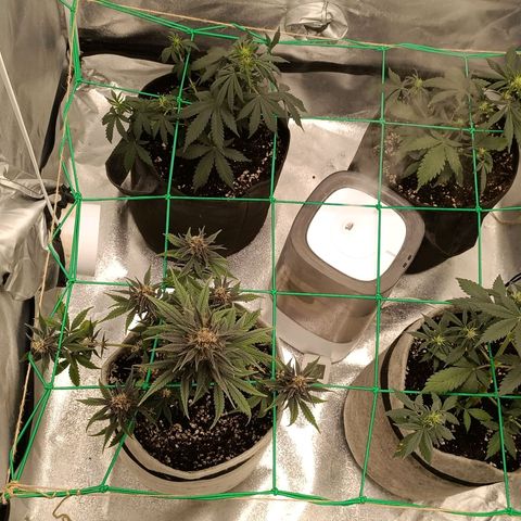 Lemon Cherry cookies Auto growlog timeline photo