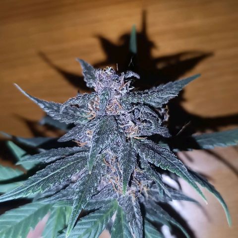 Lemon Cherry cookies Auto growlog timeline photo