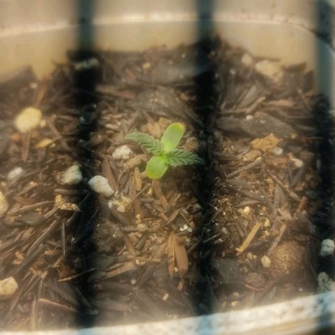 Brisontina I growlog timeline photo