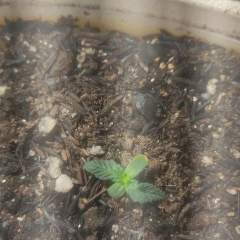 Brisontina I growlog timeline photo