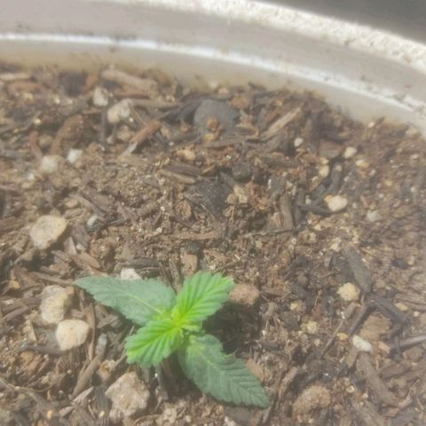 Brisontina I growlog timeline photo