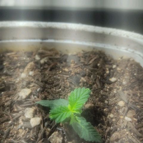 Brisontina I growlog timeline photo