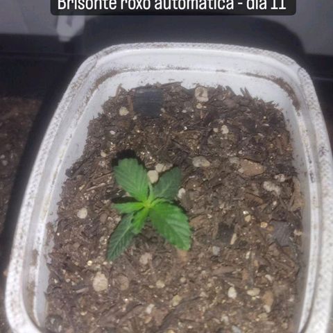 Brisontina I growlog timeline photo