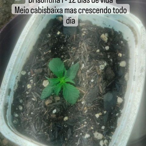 Brisontina I growlog timeline photo