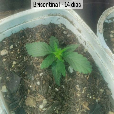 Brisontina I growlog timeline photo