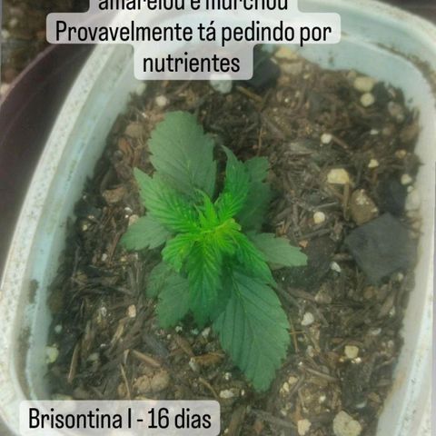 Brisontina I growlog timeline photo