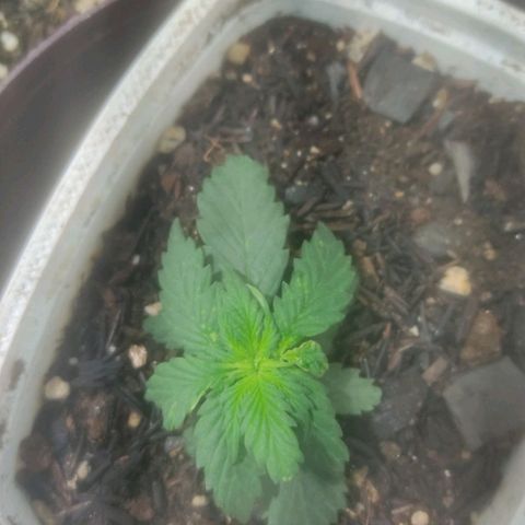 Brisontina I growlog timeline photo