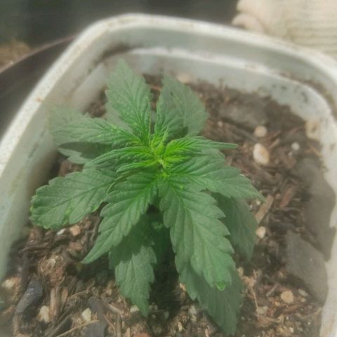 Brisontina I growlog timeline photo