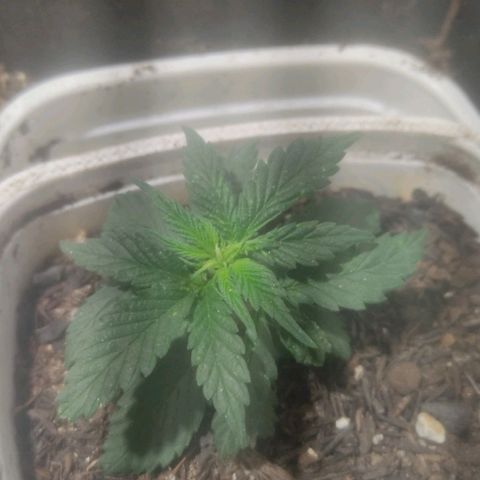 Brisontina I growlog timeline photo