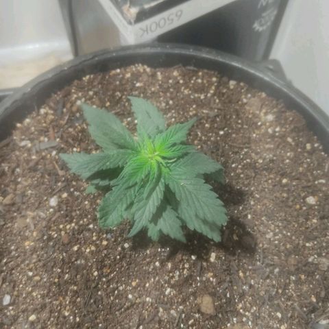 Brisontina I growlog timeline photo
