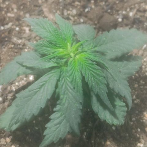 Brisontina I growlog timeline photo